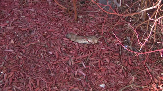 Milwaukee apartment rat problem; neighbors report large rodents