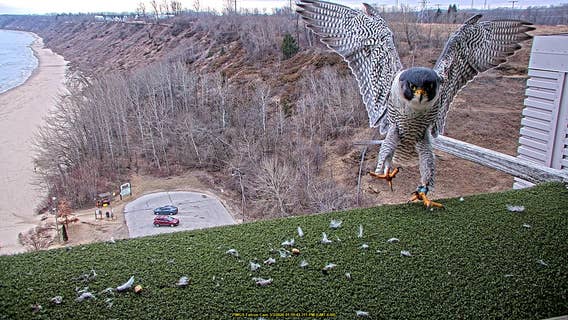 Peregrine falcons return to We Energies power plants; sign of spring