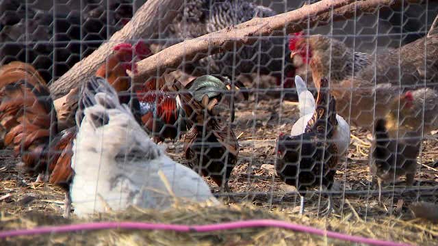 Pleasant Prairie family fined, ordered to remove backyard chickens