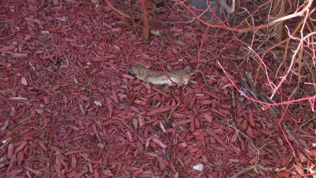 Milwaukee apartment rat problem; neighbors report large rodents