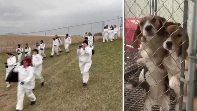 Ridglan Farms break-in, animal rights activists storm facility