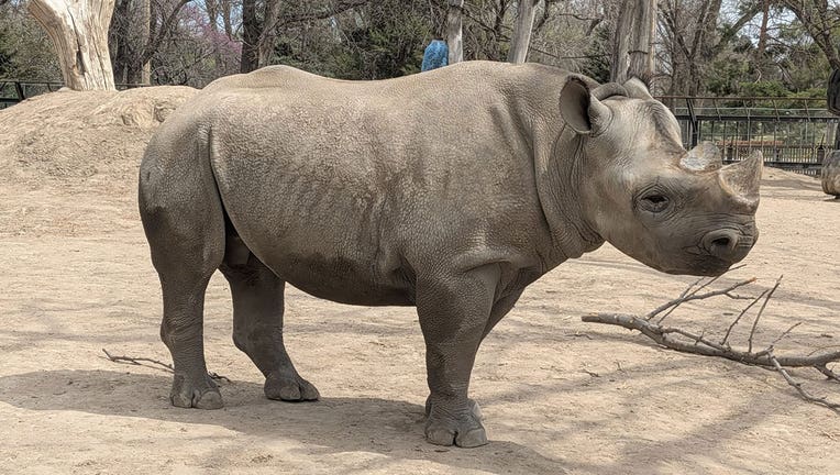 Racine Zoo welcomes Eastern Black Rhino, Ayubu | FOX6 Milwaukee