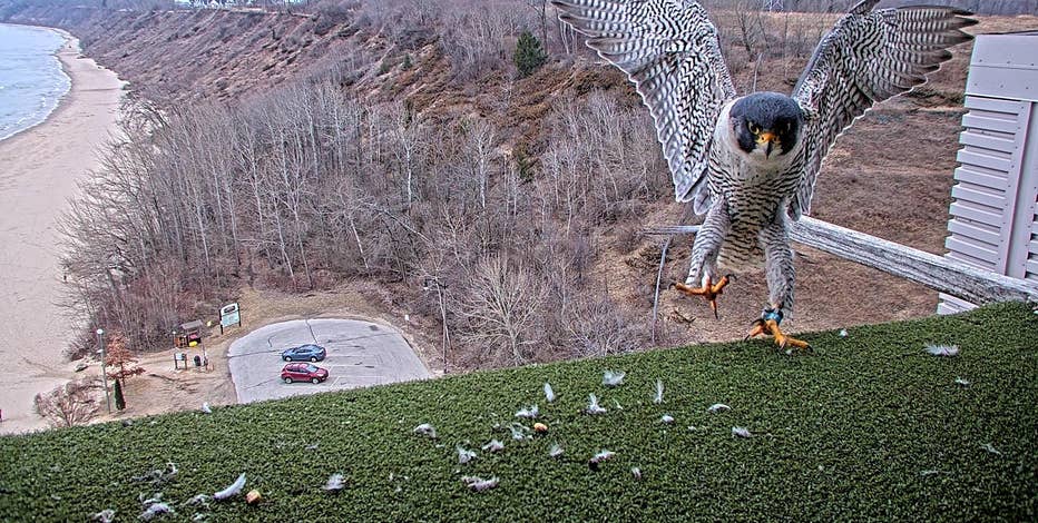We Energies peregrine falcon chicks need a name, you can help