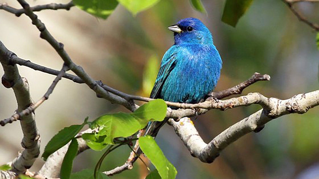 Help migratory birds in Wisconsin this spring, tips from the DNR