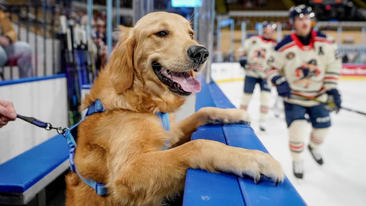 Milwaukee Admirals’ team dog 'Miller' boosts playoff morale