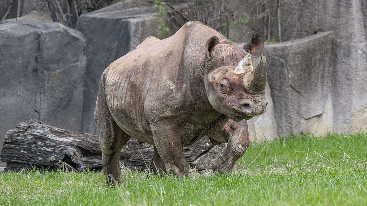 Milwaukee County Zoo new rhino exhibit, celebration planned