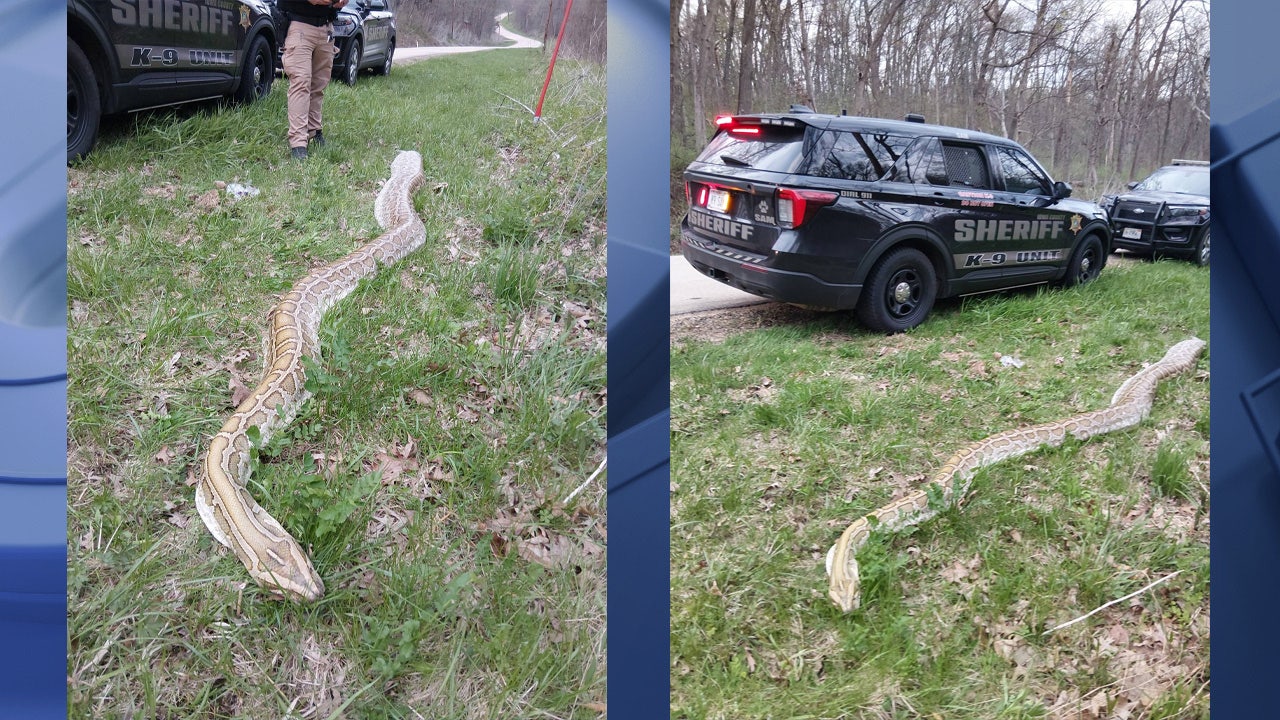 Dead snake found along Iowa County road prompts investigation