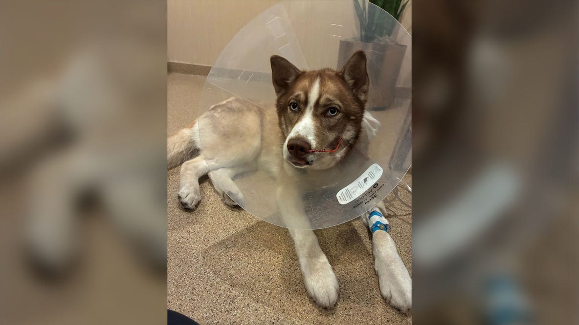 Wisconsin dog rescued after I-41 overpass fall