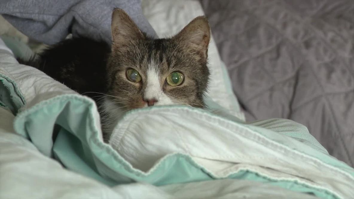 Menomonee Falls cat sanctuary seeks help after recent flooding