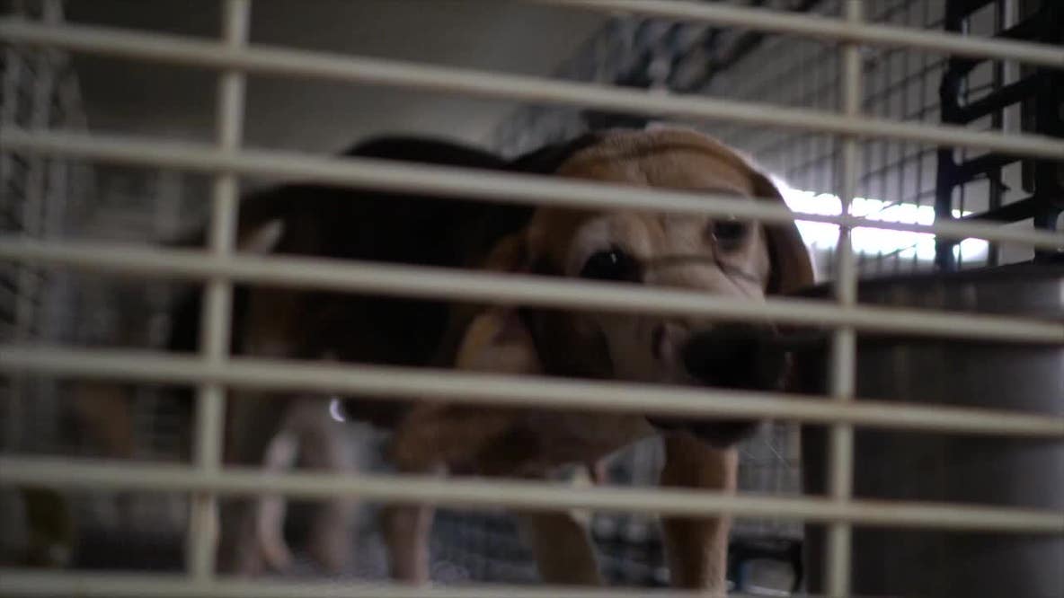 Ridglan Farms beagles; activists plan "rescue" of dogs this weekend