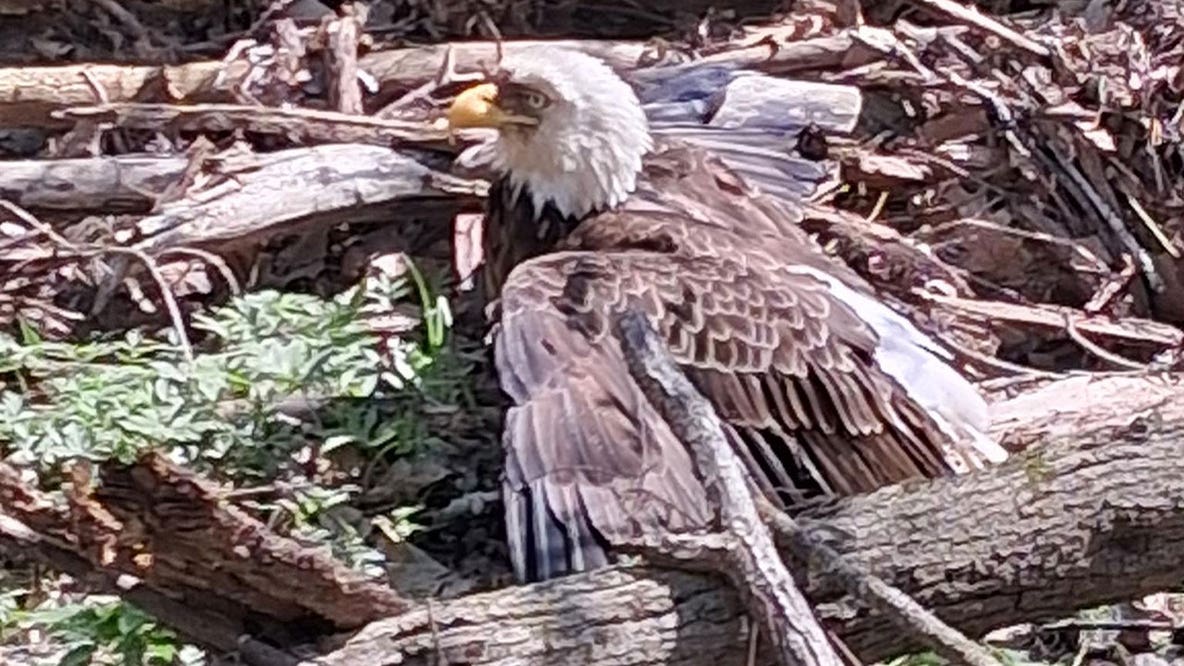 Injured bald eagle found in Butler; bird of prey gets necessary care