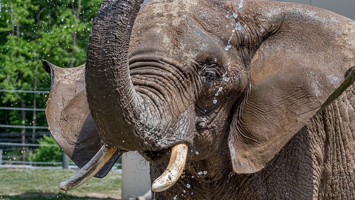 Milwaukee County Zoo announces death of elephant, Brittany