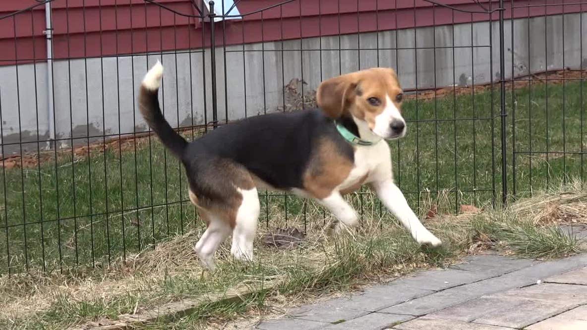 Freed Ridglan Farms beagles adjust; activists plan second raid