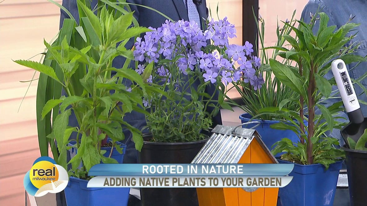 Rooted in nature; The benefits of adding native plants to your garden