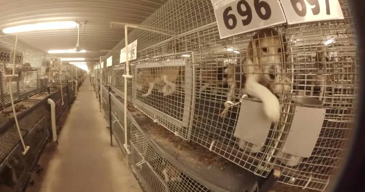 Major announcement on Ridglan Farms beagles' fate coming Thursday