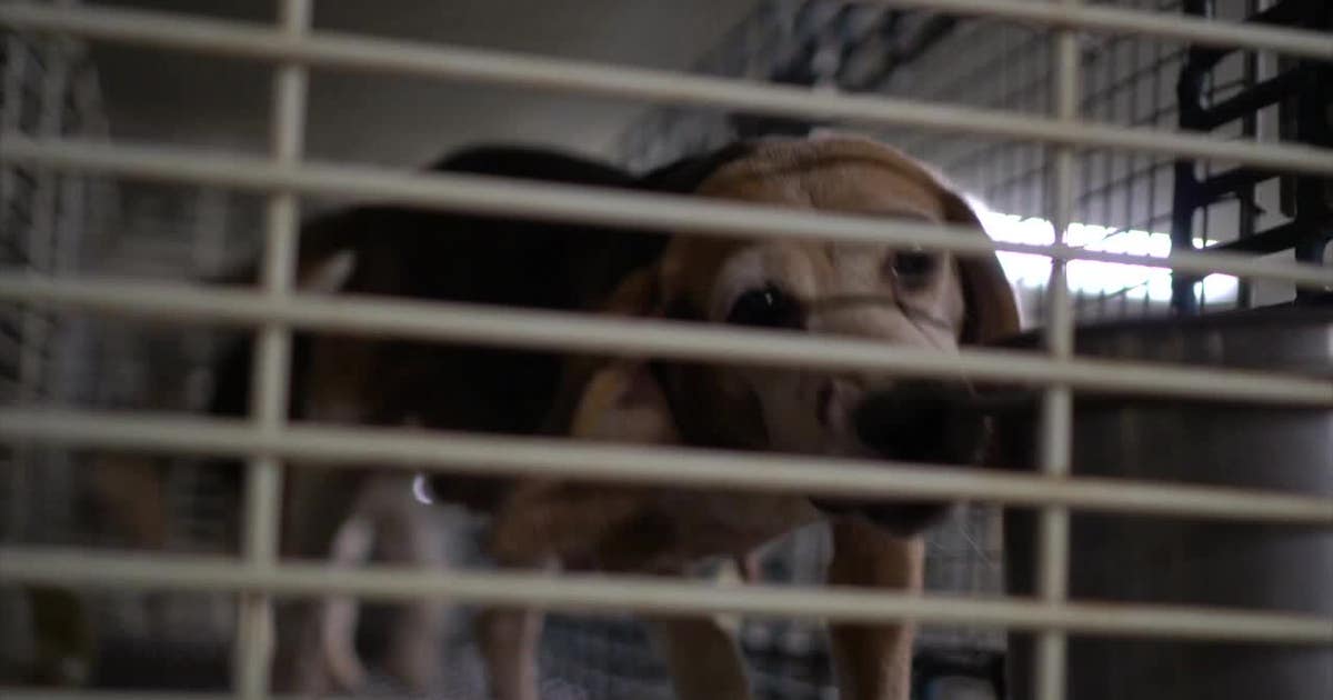 Ridglan Farms beagles; activists plan "rescue" of dogs this weekend