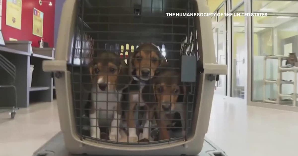 Ridglan Farms beagle rescue; Wisconsin shelters prepare for dogs