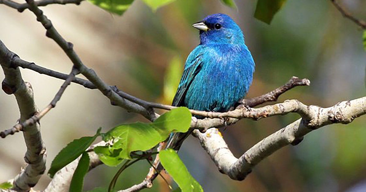 Help migratory birds in Wisconsin this spring, tips from the DNR