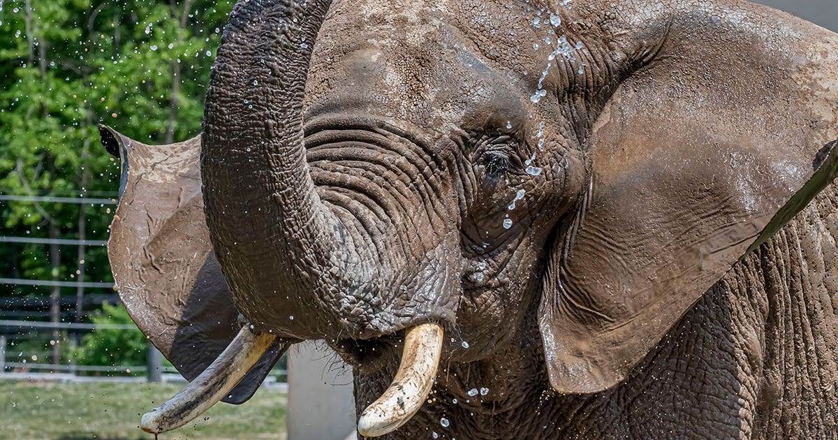 Milwaukee County Zoo announces death of elephant, Brittany