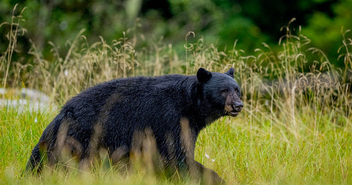 Beware of black bears: Wisconsin DNR on how to stay safe