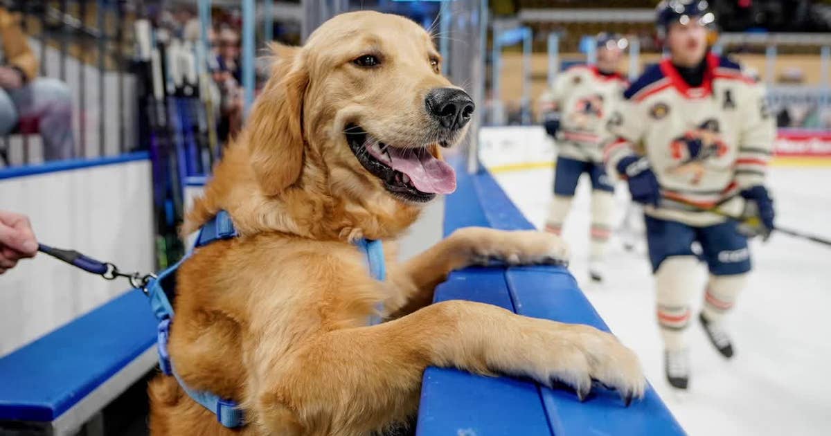Milwaukee Admirals’ team dog 'Miller' boosts playoff morale