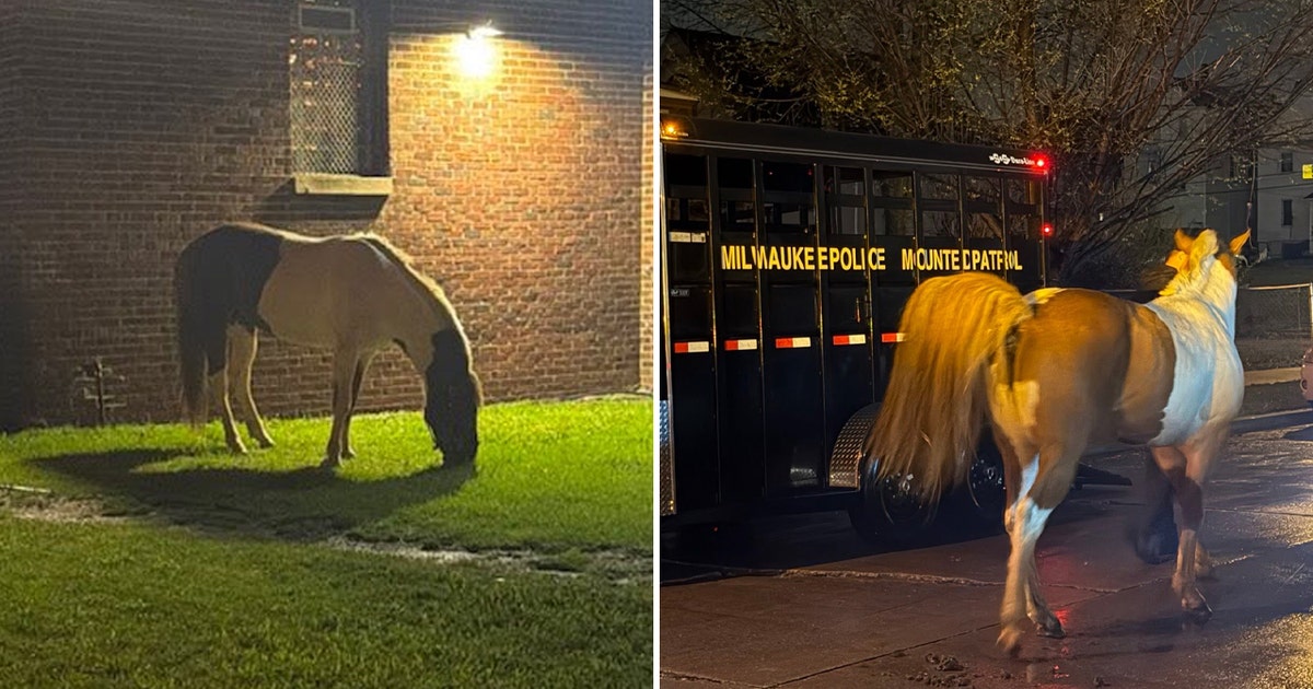 Police wrangle loose horse on Milwaukee’s north side
