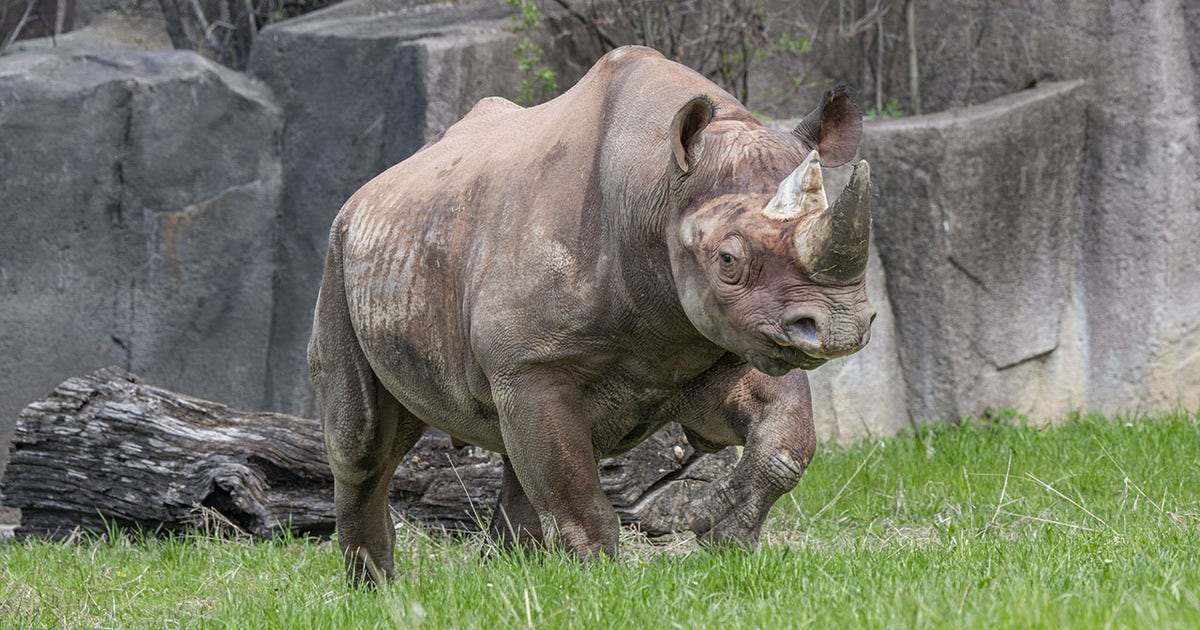 Milwaukee County Zoo's new rhino exhibit celebration Saturday; here's what to know