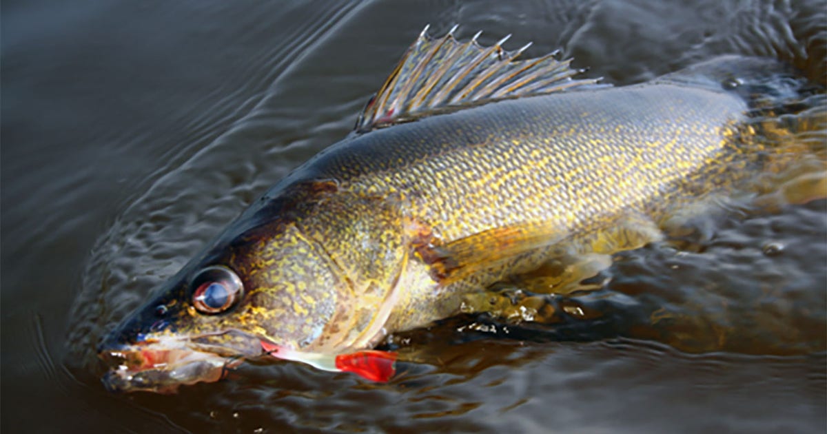 Wisconsin DNR: News fishing regulation, season structure reminders