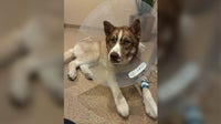 Wisconsin dog rescued after I-41 overpass fall had previously been shot