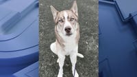 Wisconsin dog dies; Stella was rescued in March after overpass fall