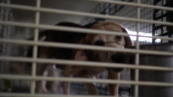 Ridglan Farms beagles; activists plan "rescue" of dogs this weekend