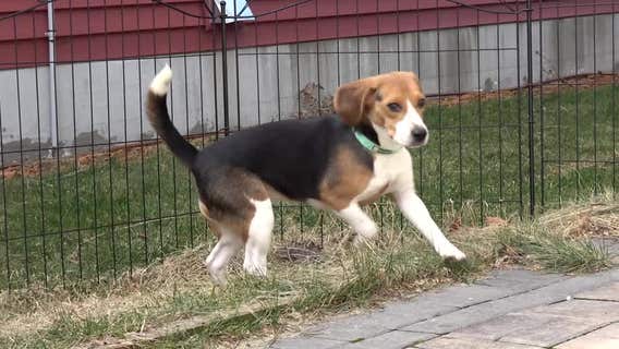 Freed Ridglan Farms beagles adjust; activists plan second raid
