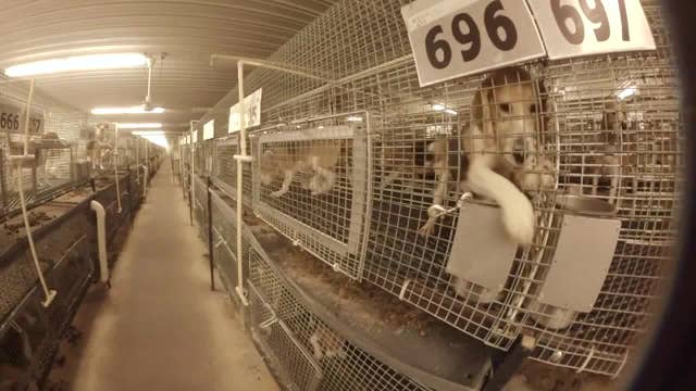 Ridglan Farms beagles' fate; major announcement coming Thursday