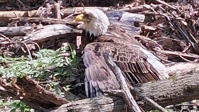 Injured bald eagle found in Butler; bird of prey gets necessary care