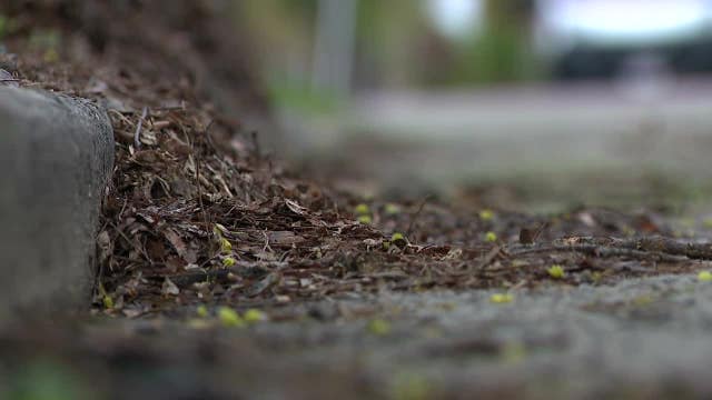 Milwaukee fall leaf collection; efforts to improve operations
