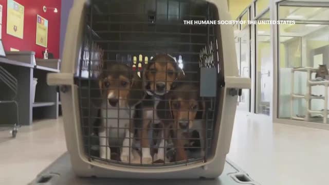 Ridglan Farms beagle rescue; Wisconsin shelters prepare for dogs