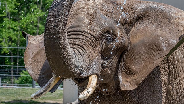Milwaukee County Zoo announces death of elephant, Brittany