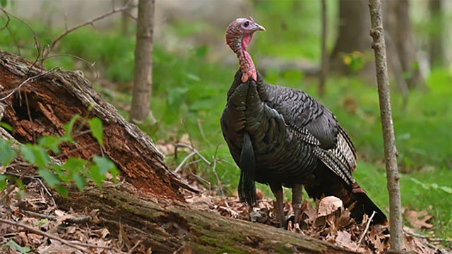 Wisconsin DNR: Spring turkey season safety tips, reminders