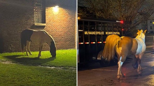 Milwaukee police catch loose horse on city's north side