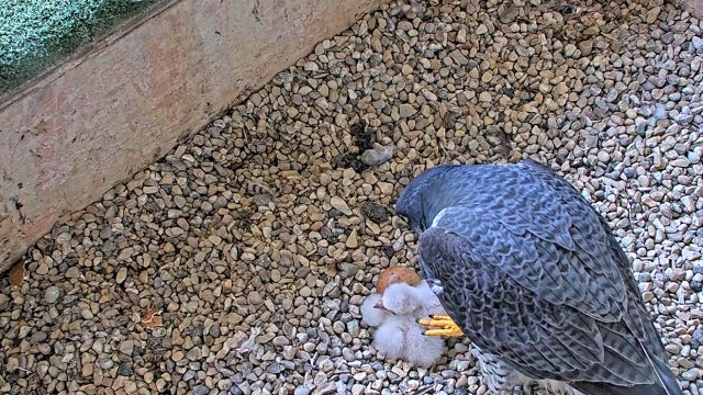 We Energies welcomes 1st peregrine falcon chicks of the season