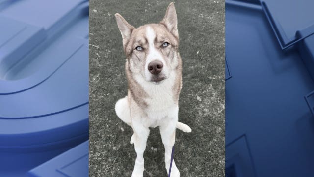 Wisconsin dog dies; Stella was rescued in March after overpass fall