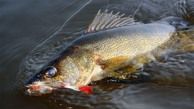 Wisconsin DNR: New fishing regulation, season structure reminders