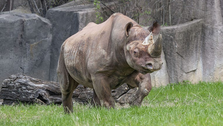 Milwaukee County Zoo new rhino exhibit, celebration planned | FOX6