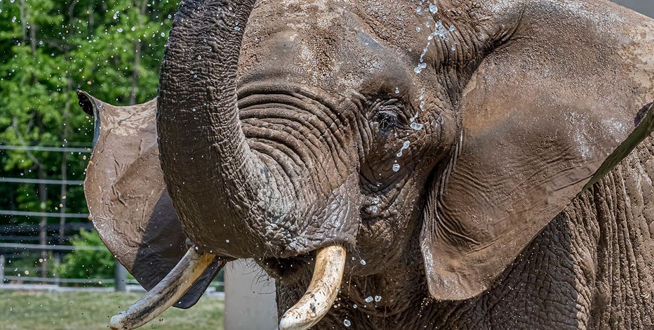 Milwaukee County Zoo announces death of elephant, Brittany