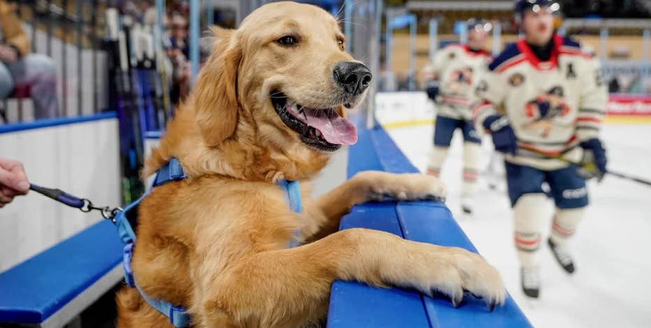 Milwaukee Admirals’ team dog 'Miller' boosts playoff morale