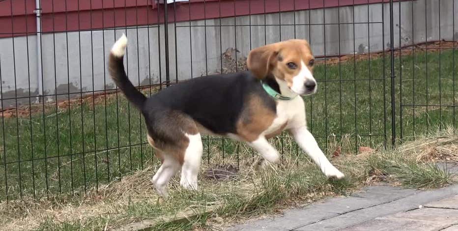 Freed Ridglan Farms beagles adjust; activists plan second raid