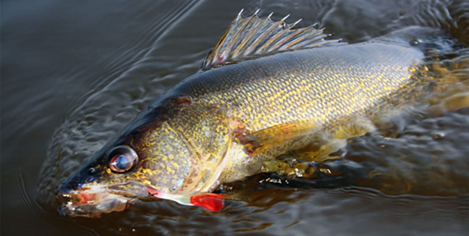 Wisconsin DNR: New fishing regulation, season structure reminders