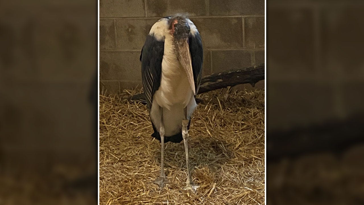 African stork in Wisconsin: Safari Lake Geneva owner recalls rescue