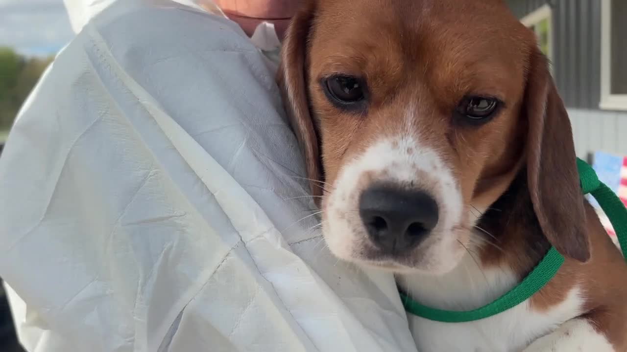 Ridglan beagle rescue signals animal testing shift in America