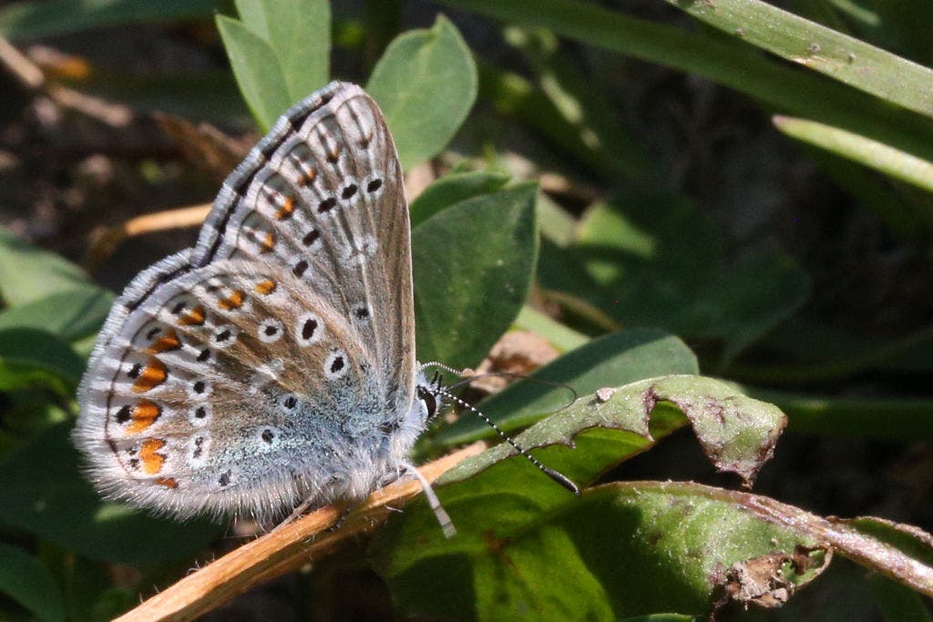 Wisconsin DNR: Volunteers sought for Karner Blue Butterfly monitoring